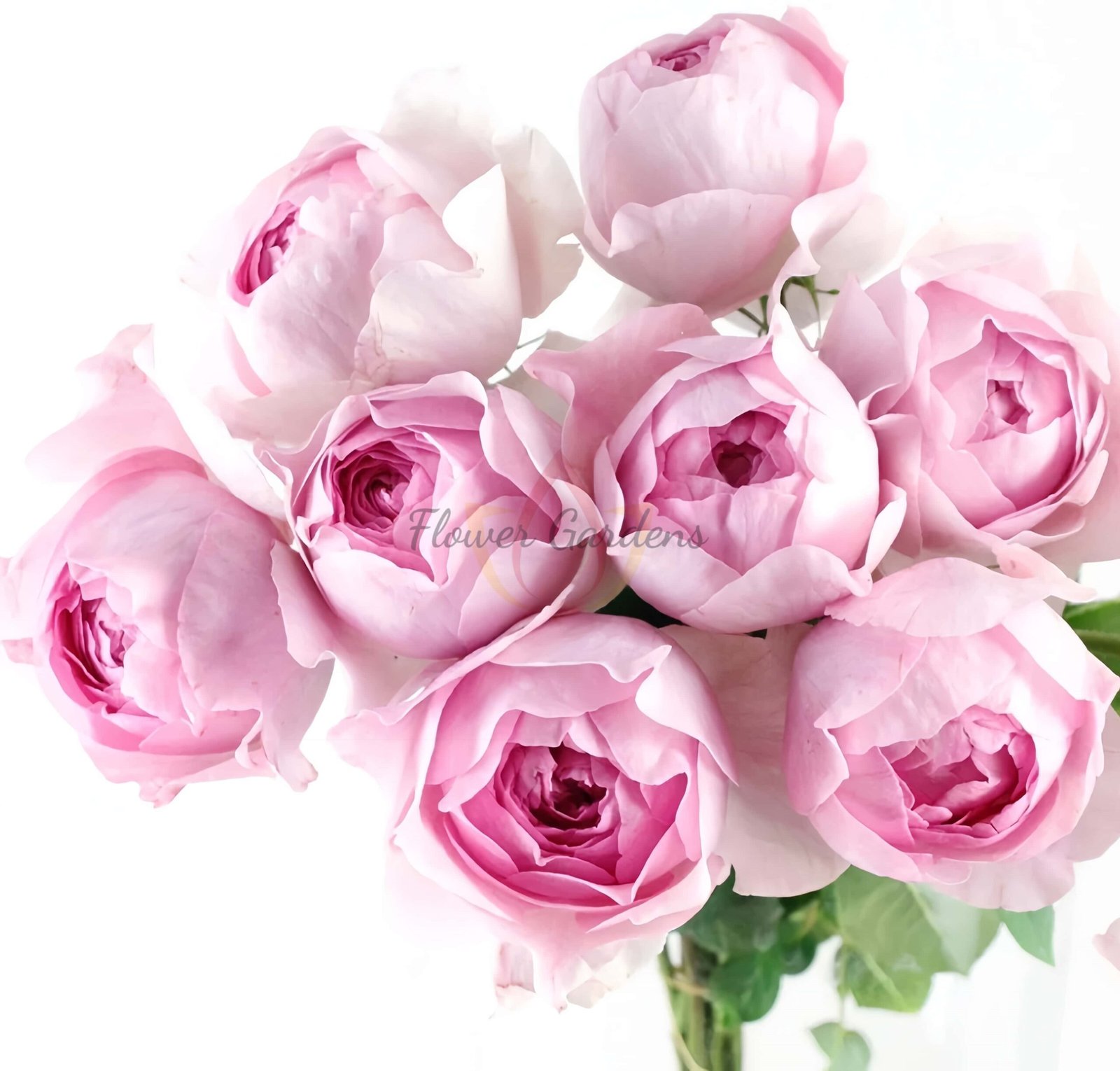 Flamme Flambe Rose for sale丨Flower Gardens