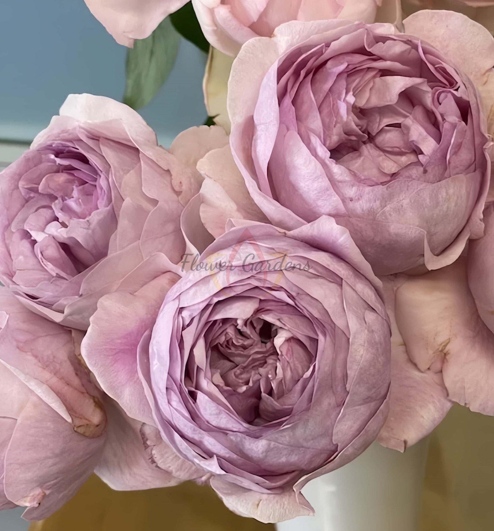 Flamme Flambe Rose丨Flower Gardens