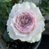 Floating Moon Rose for sale 丨Flower Gardens