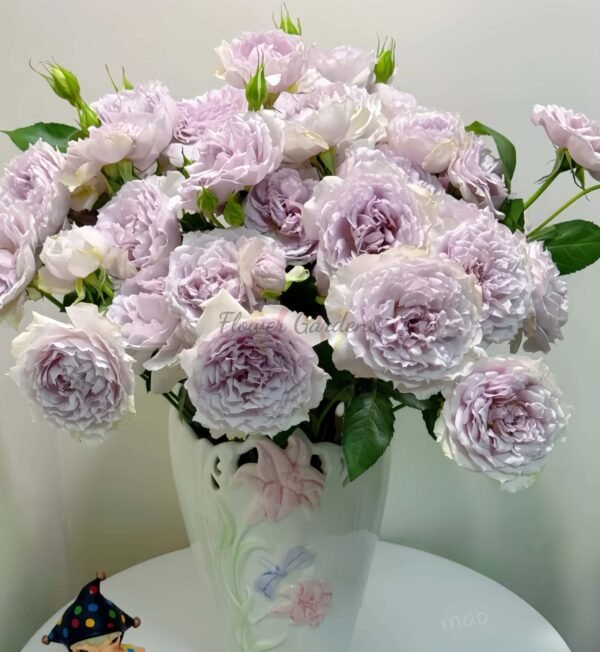 Floating Moon Rose plant丨Flower Gardens