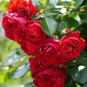 Florentina Rose丨Flower Gardens