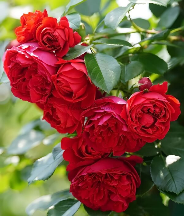 Florentina Rose丨Flower Gardens