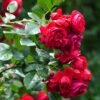 Florentina Rose plant丨Flower Gardens