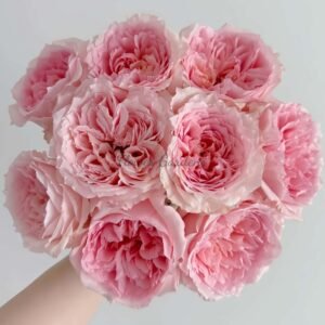 Flow Rose丨Flower Gardens