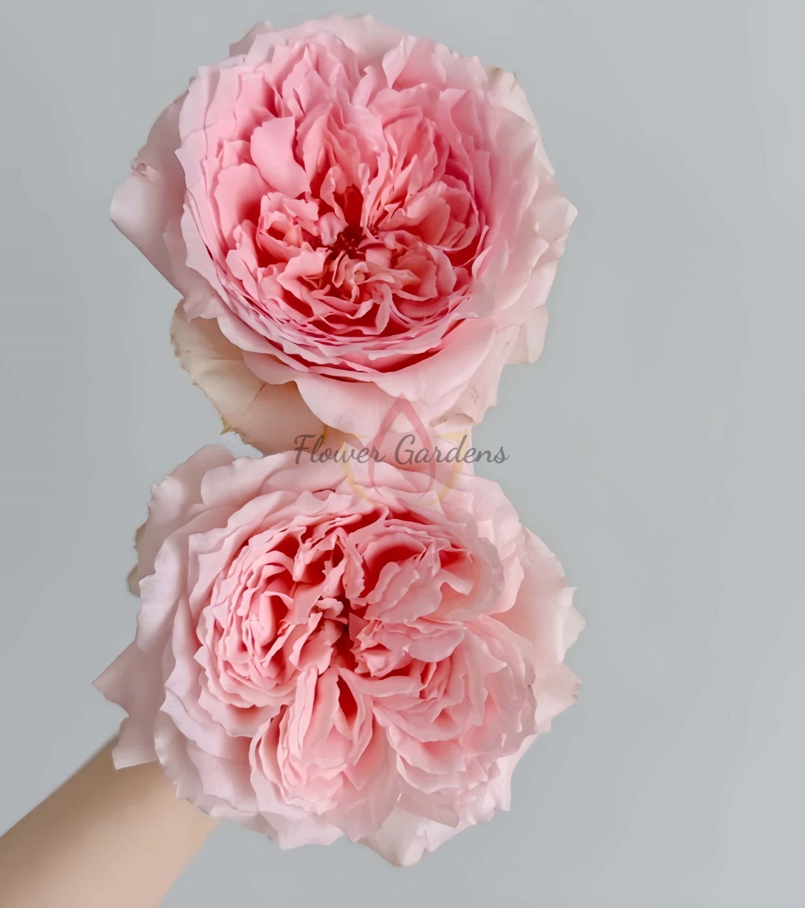 Flow Rose plant丨Flower Gardens