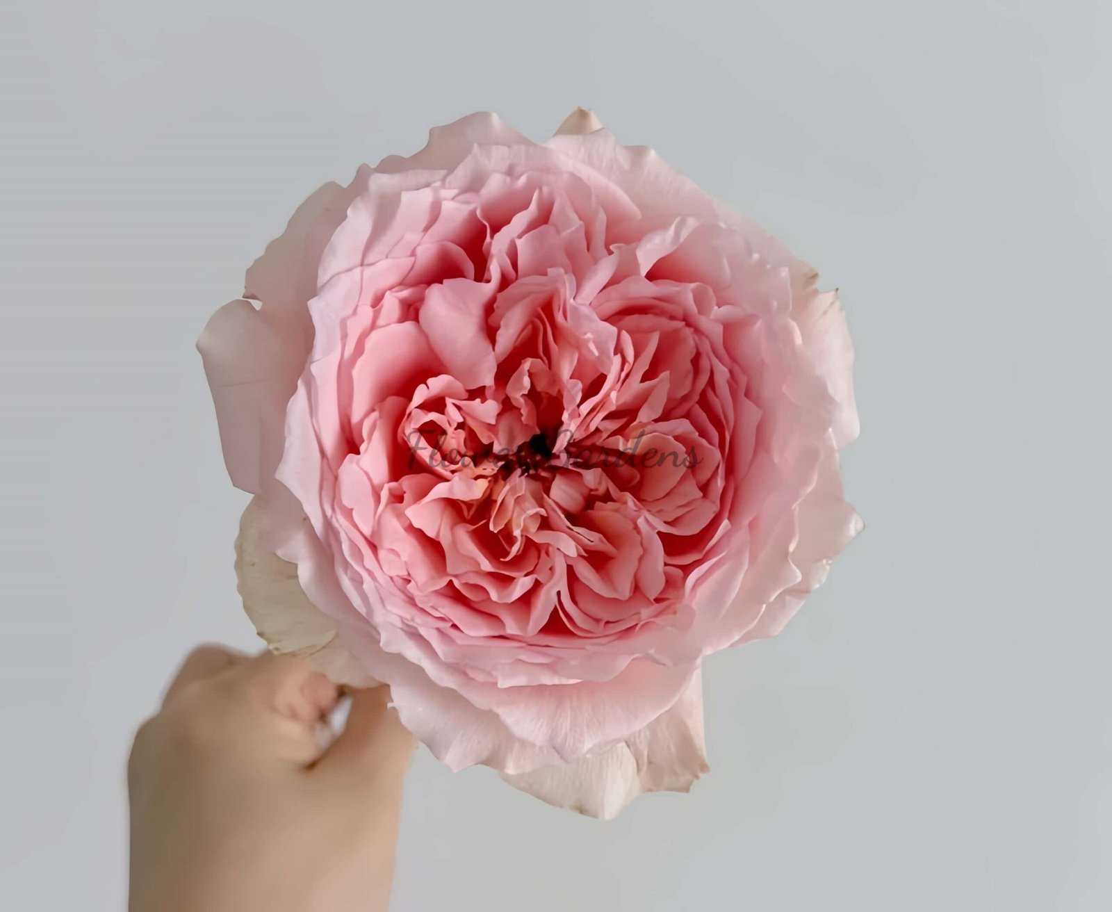 Flow Rose丨Flower Gardens