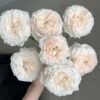 Fluffy flow Rose for sale丨Flower Gardens