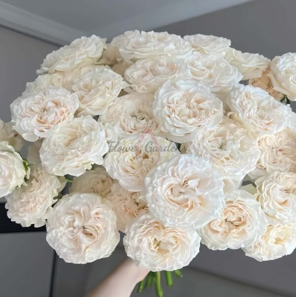 Fluffy flow Rose丨Flower Gardens