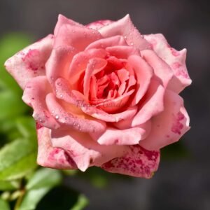 Fragonard Rose丨Flower Gardens