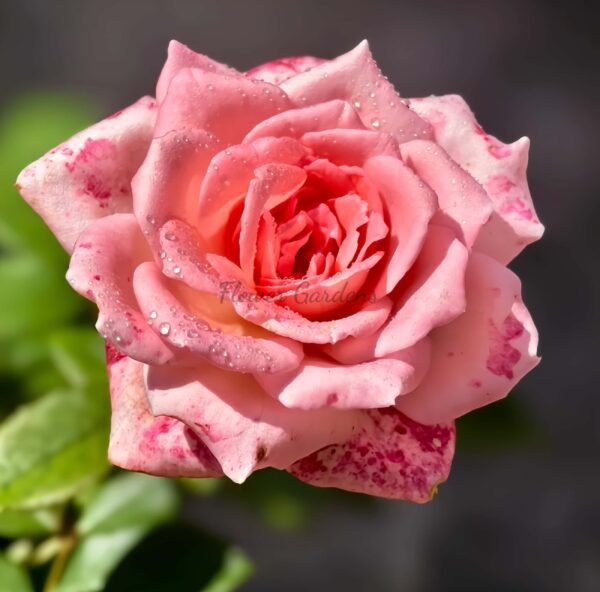 Fragonard Rose丨Flower Gardens