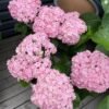 Fragrant Hydrangea丨Flower Gardens