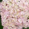 Fragrant Hydrangea Plant丨Flower Gardens