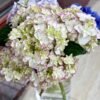 Fragrant Hydrangea for sale丨Flower Gardens
