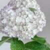Fragrant Hydrangea丨Flower Gardens