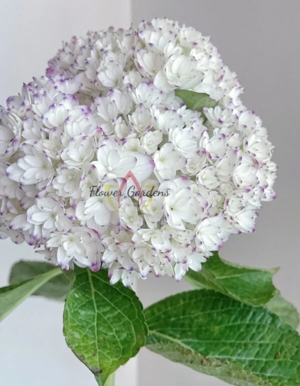 Fragrant Hydrangea丨Flower Gardens