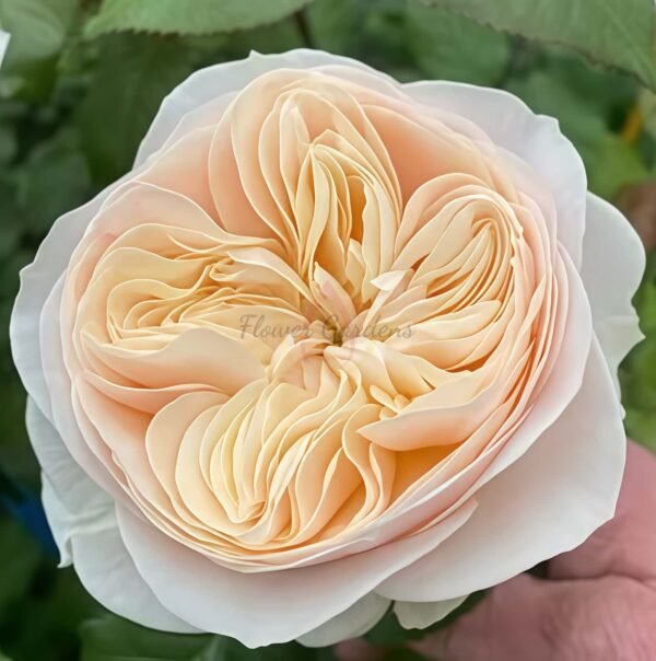 Freya Gardens! Rose for sale丨Flower Gardens