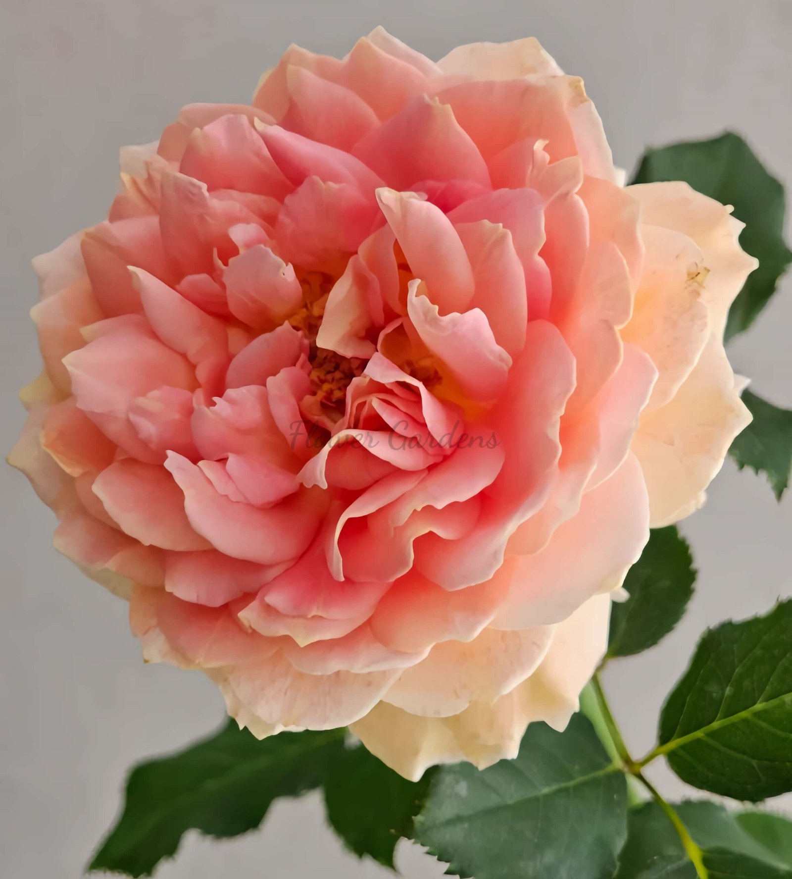 Fun in the Sun Rose丨Flower Gardens