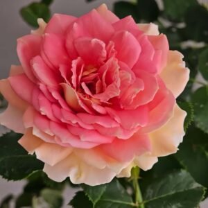 Fun in the Sun Rose plant丨Flower Gardens