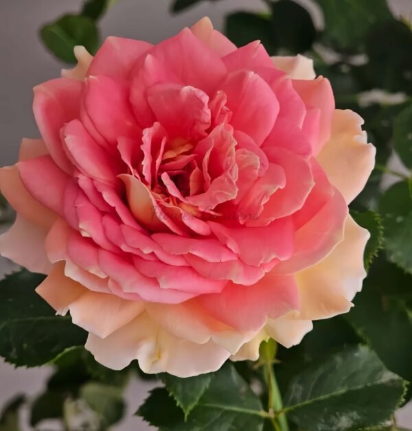 Fun in the Sun Rose plant丨Flower Gardens