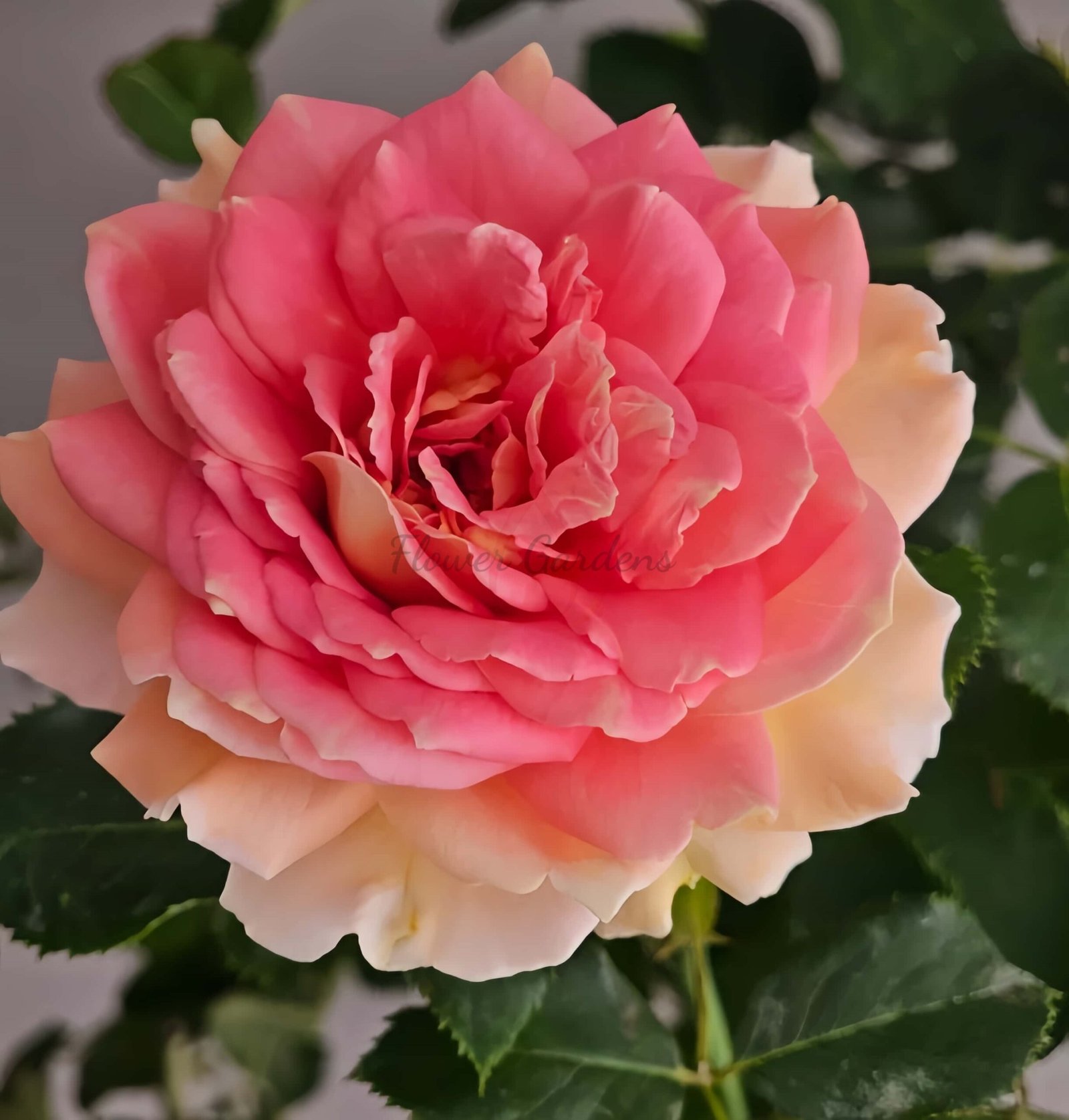 Fun in the Sun Rose plant丨Flower Gardens