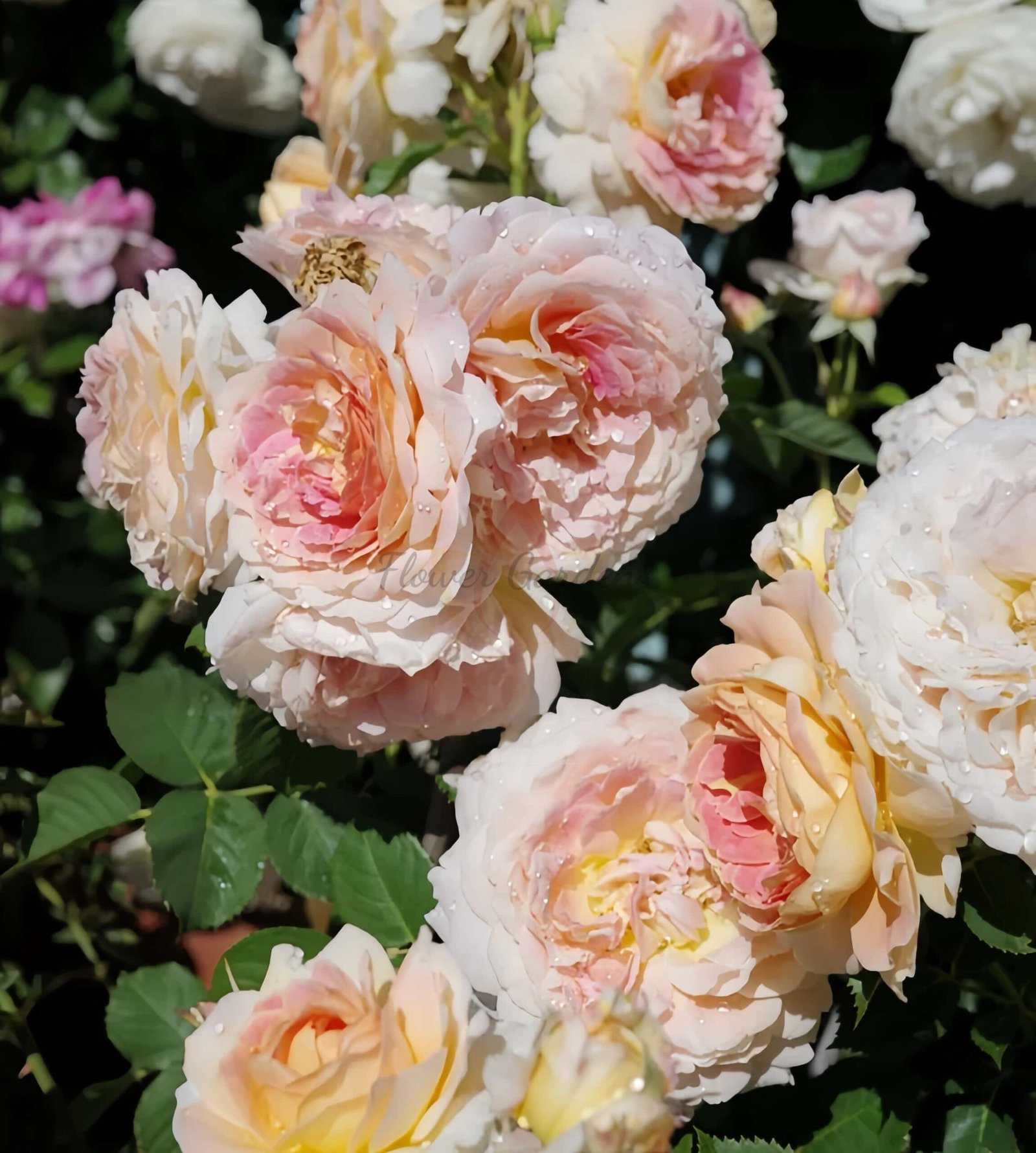 Fun in the Sun Rose for sale丨Flower Gardens