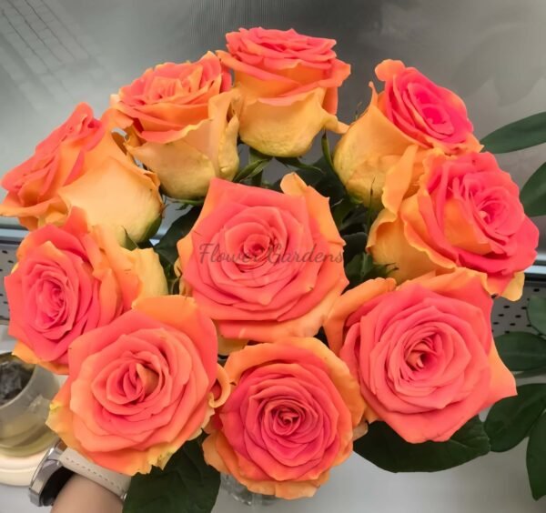 Funky Cold Medina Rose丨Flower Gardens