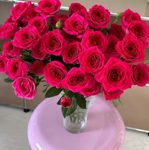 Gem star Rose for sale丨Flower Gardens