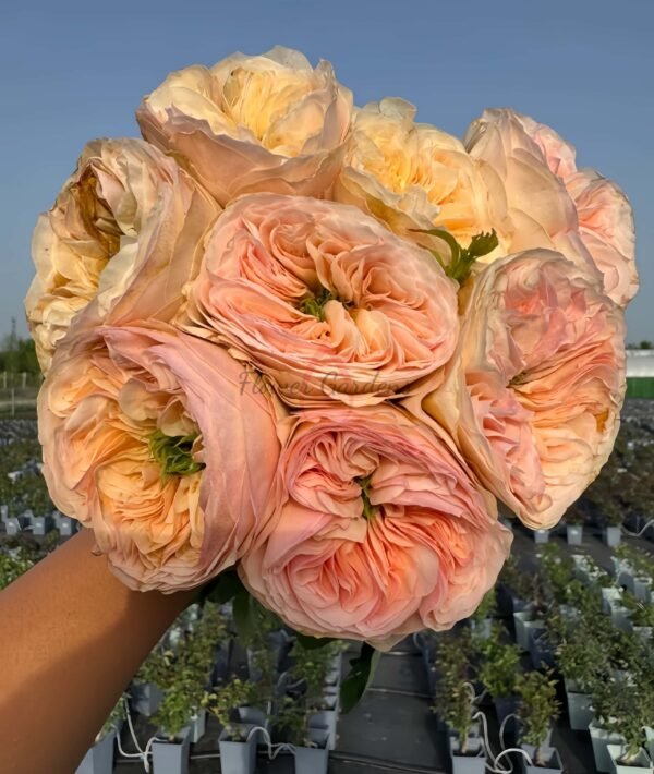 GeorginaGardens Rose丨Flower Gardens