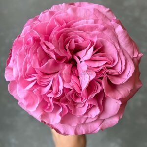 Get Lucky Rose丨Flower Gardens