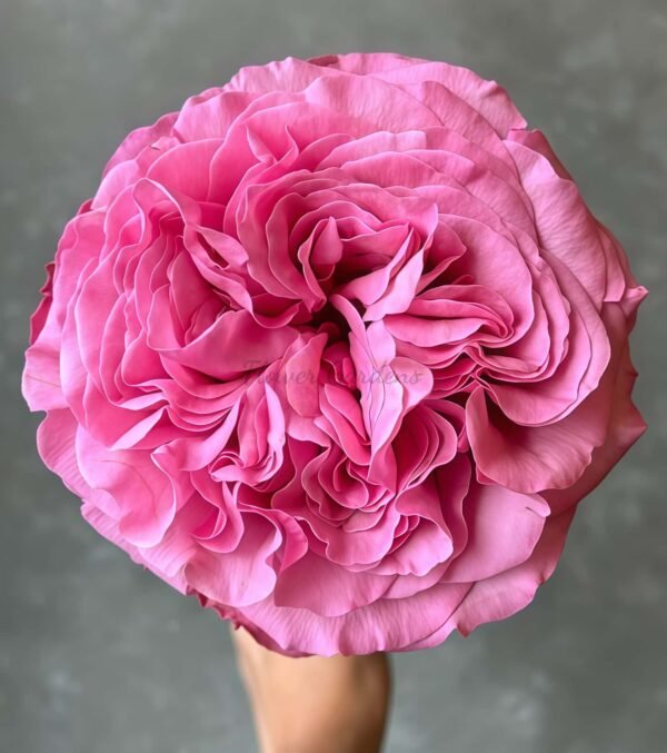 Get Lucky Rose丨Flower Gardens