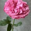 Get Lucky Rose plant丨Flower Gardens