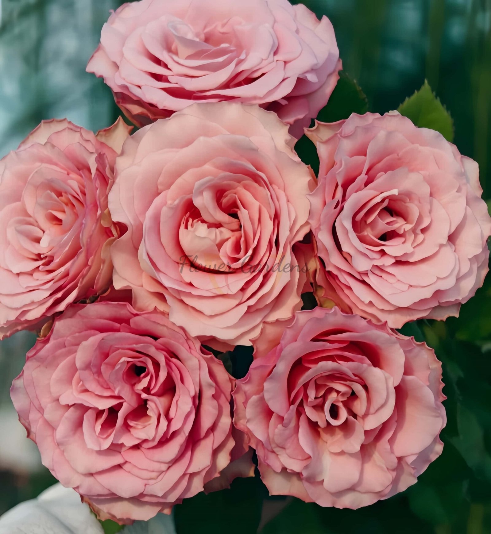 Ginette Rose丨Flower Gardens