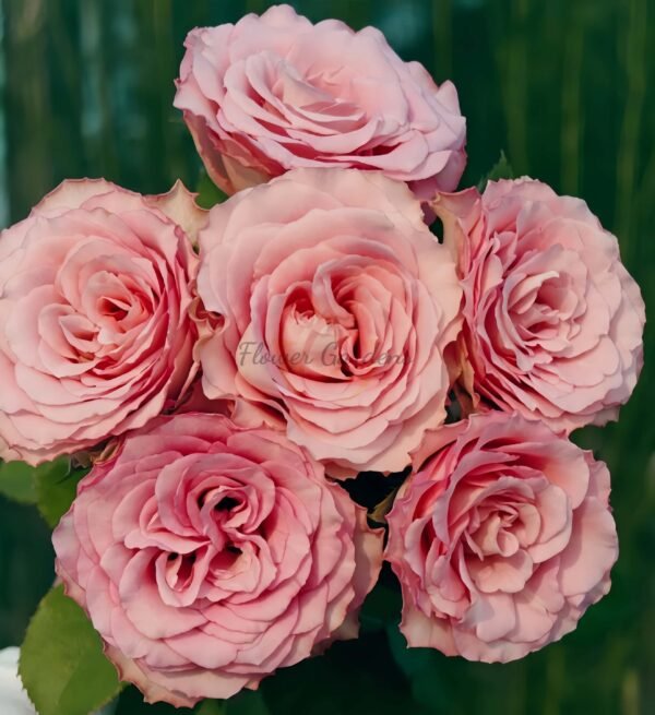 Ginette Rose for sale丨Flower Gardens