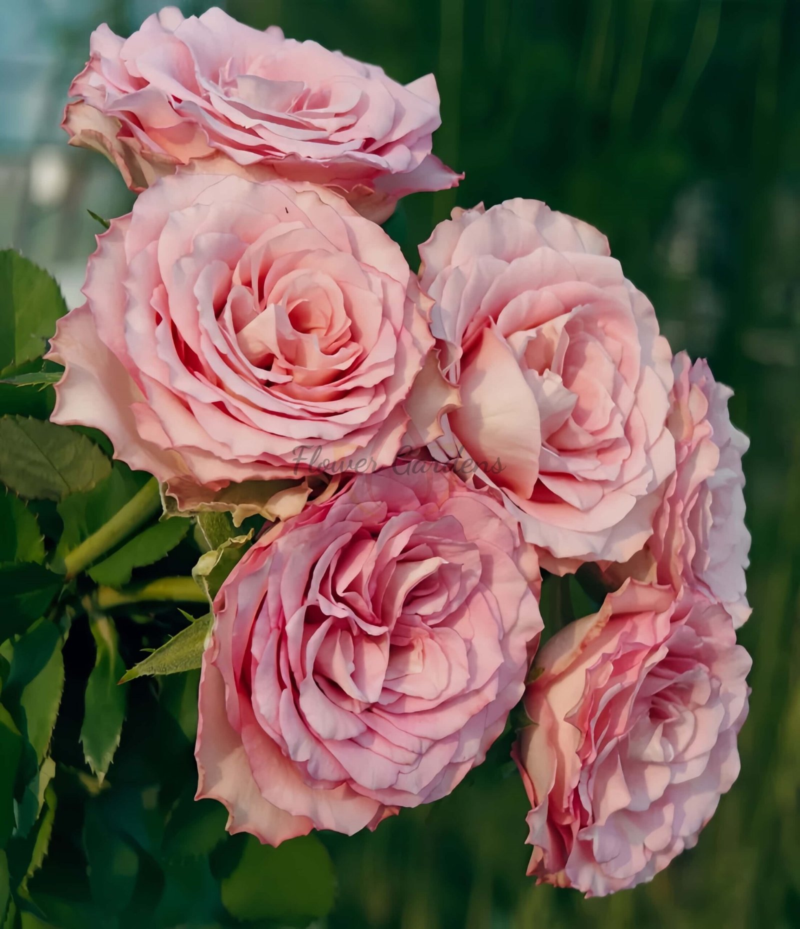 Ginette Rose plant丨Flower Gardens