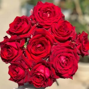 Gladiator Rose丨Flower Gardens