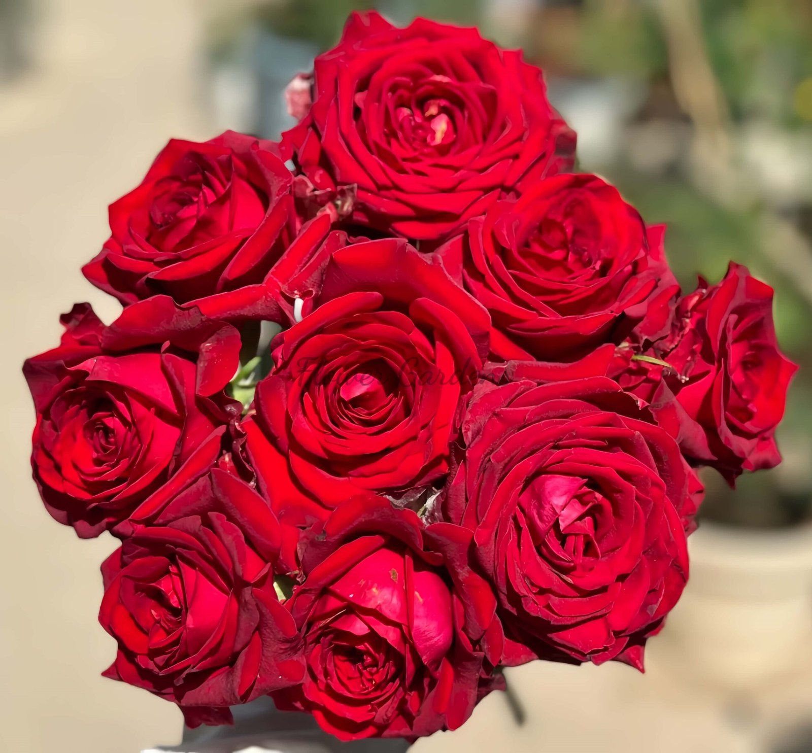 Gladiator Rose丨Flower Gardens