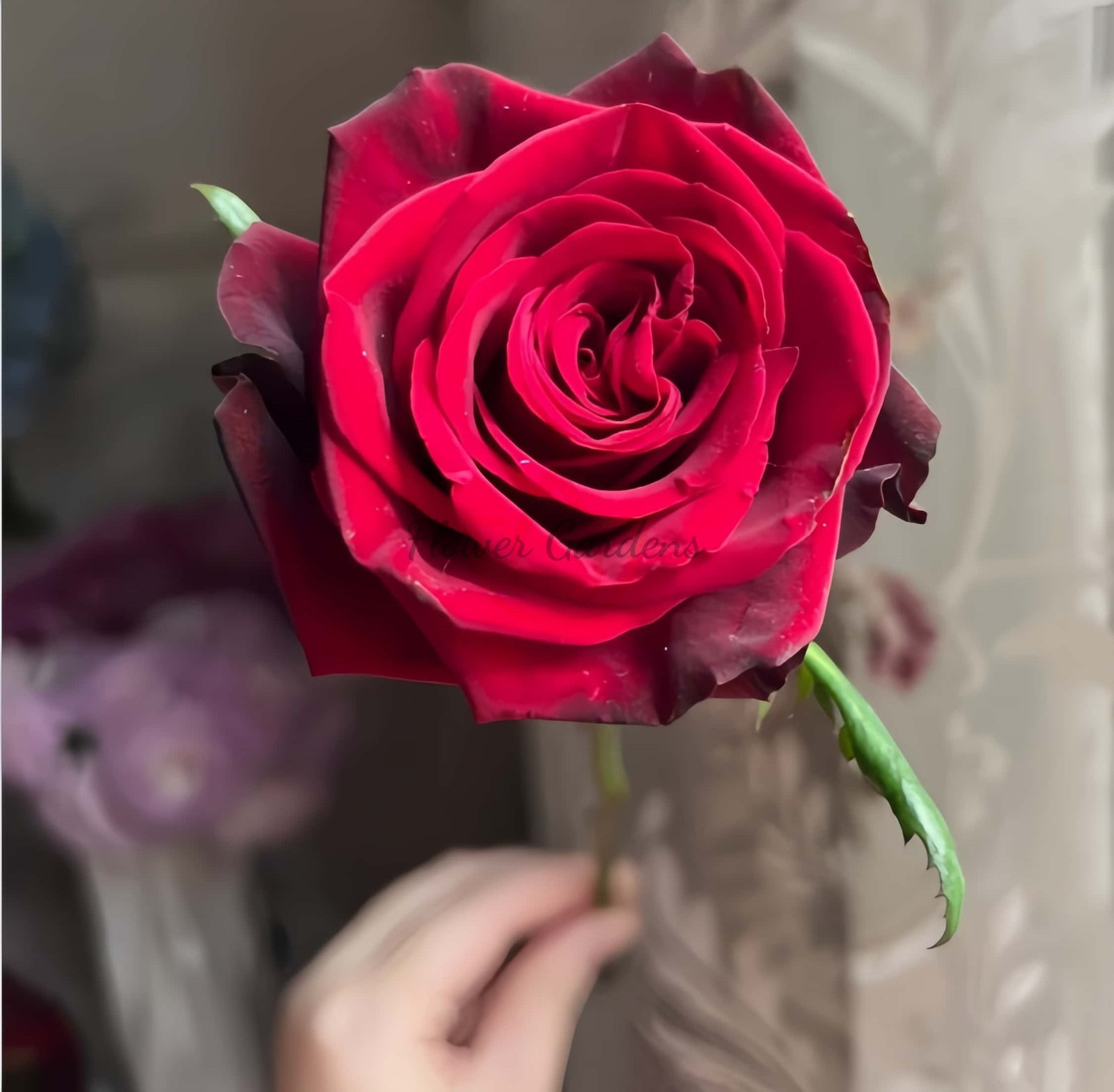 Grand Chateau Rose plant丨Flower Gardens