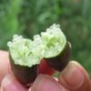 Green Crysta2 Green Crystal Finger Lime Tree for sale丨Flower Gardens