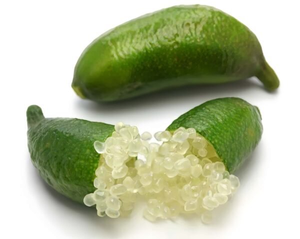 Green Crystal Finger Lime Tree Plant丨Flower Gardens