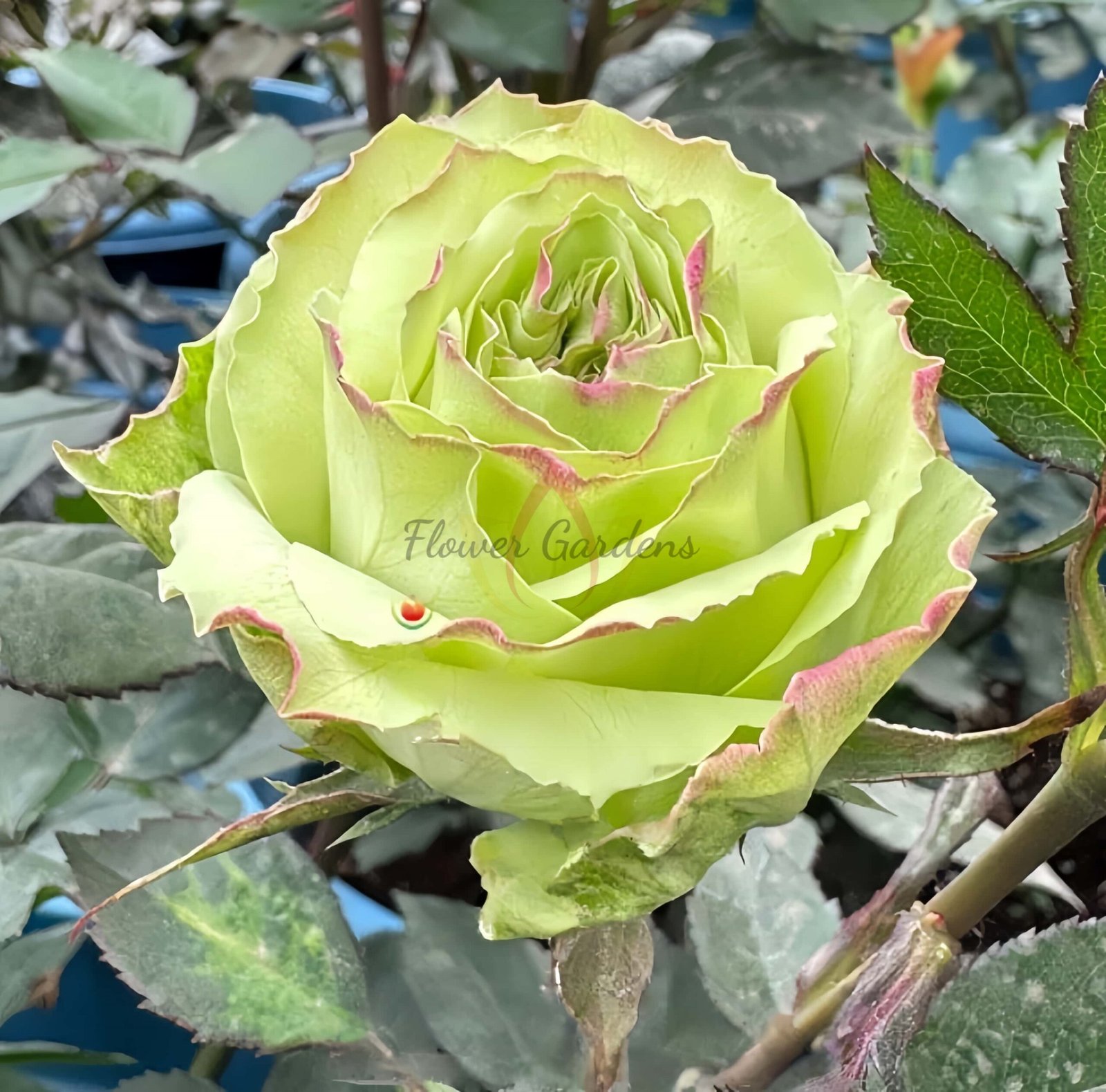 Green Fashion Rose丨Flower Gardens