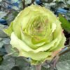 Green Fashion Rose for sale丨Flower Gardens