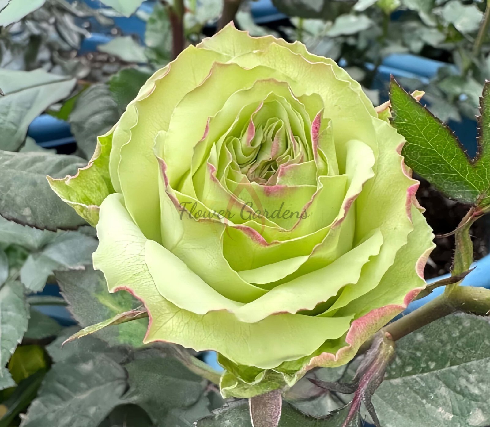 Green Fashion Rose for sale丨Flower Gardens