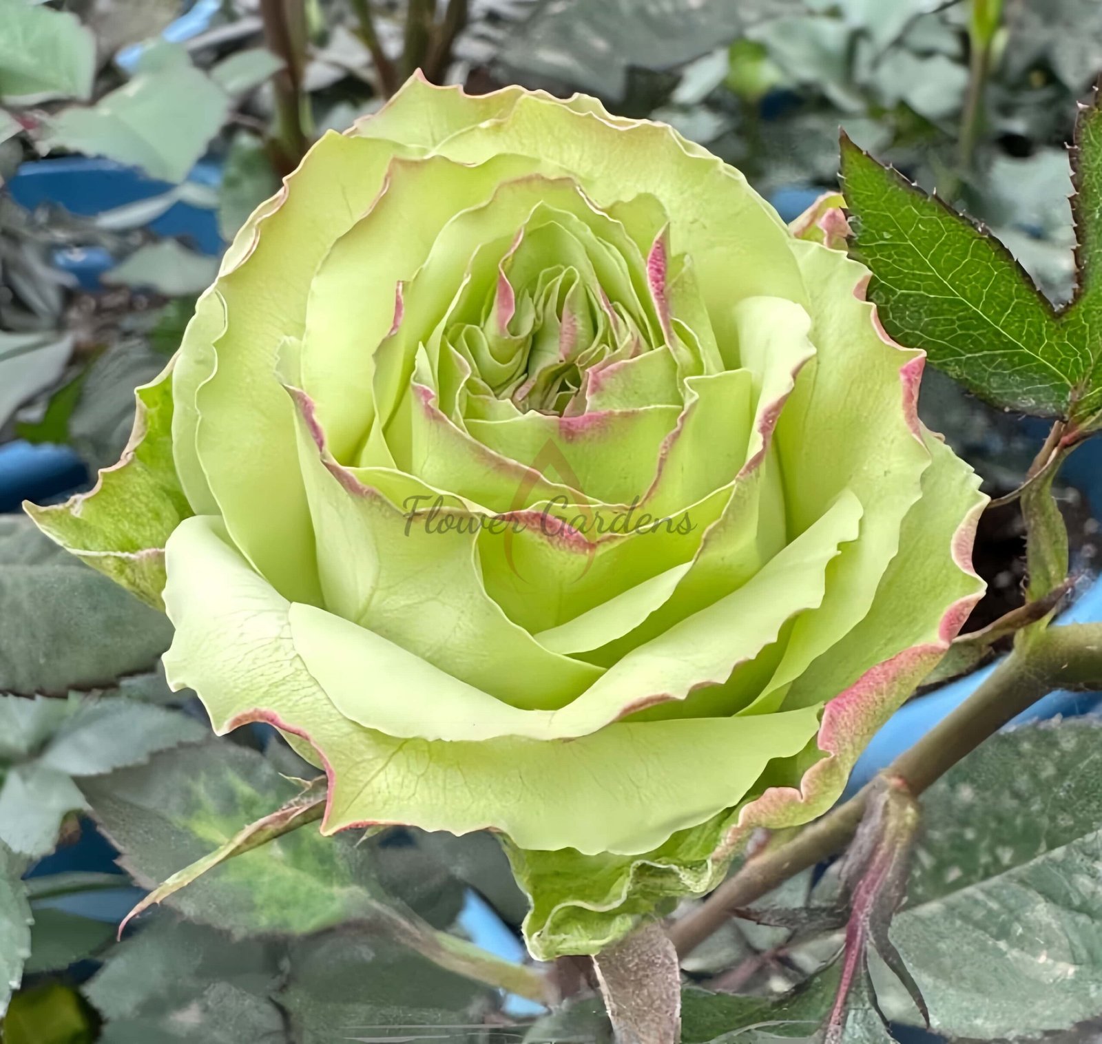 Green Fashion Rose丨Flower Gardens