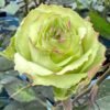 Green Fashion Rose plant丨Flower Gardens