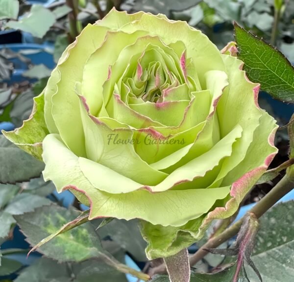 Green Fashion Rose plant丨Flower Gardens