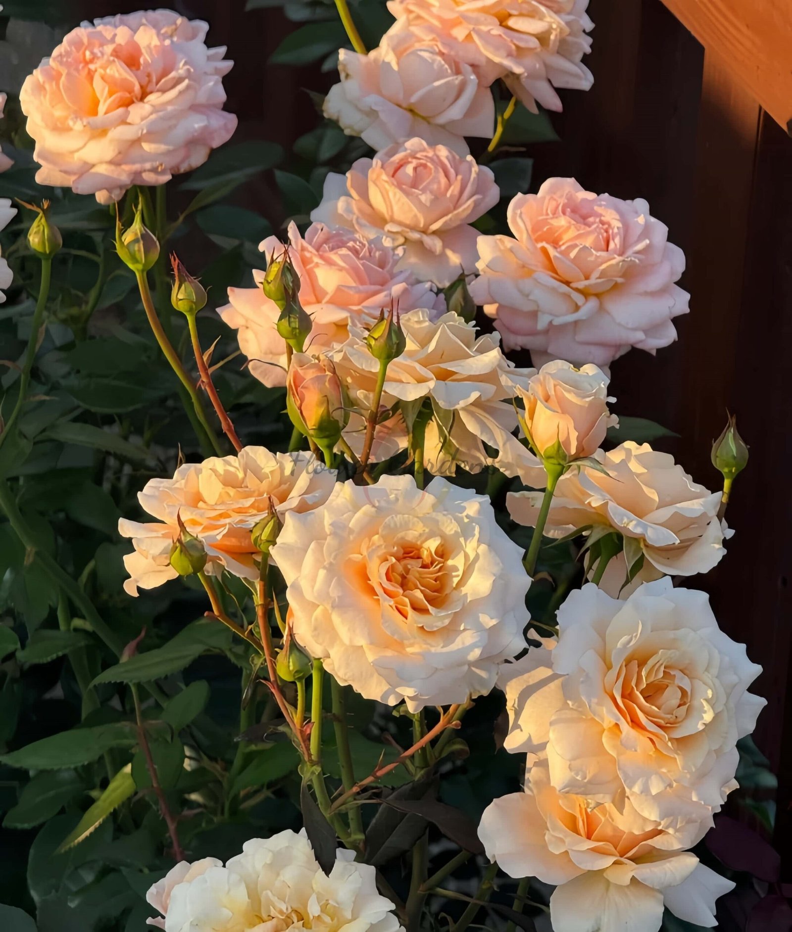 Grossherzogin Luise Rose for sale丨Flower Gardens