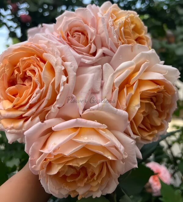 Grossherzogin Luise Rose丨Flower Gardens