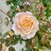 Grossherzogin Luise5 Grossherzogin Luise Rose plant丨Flower Gardens