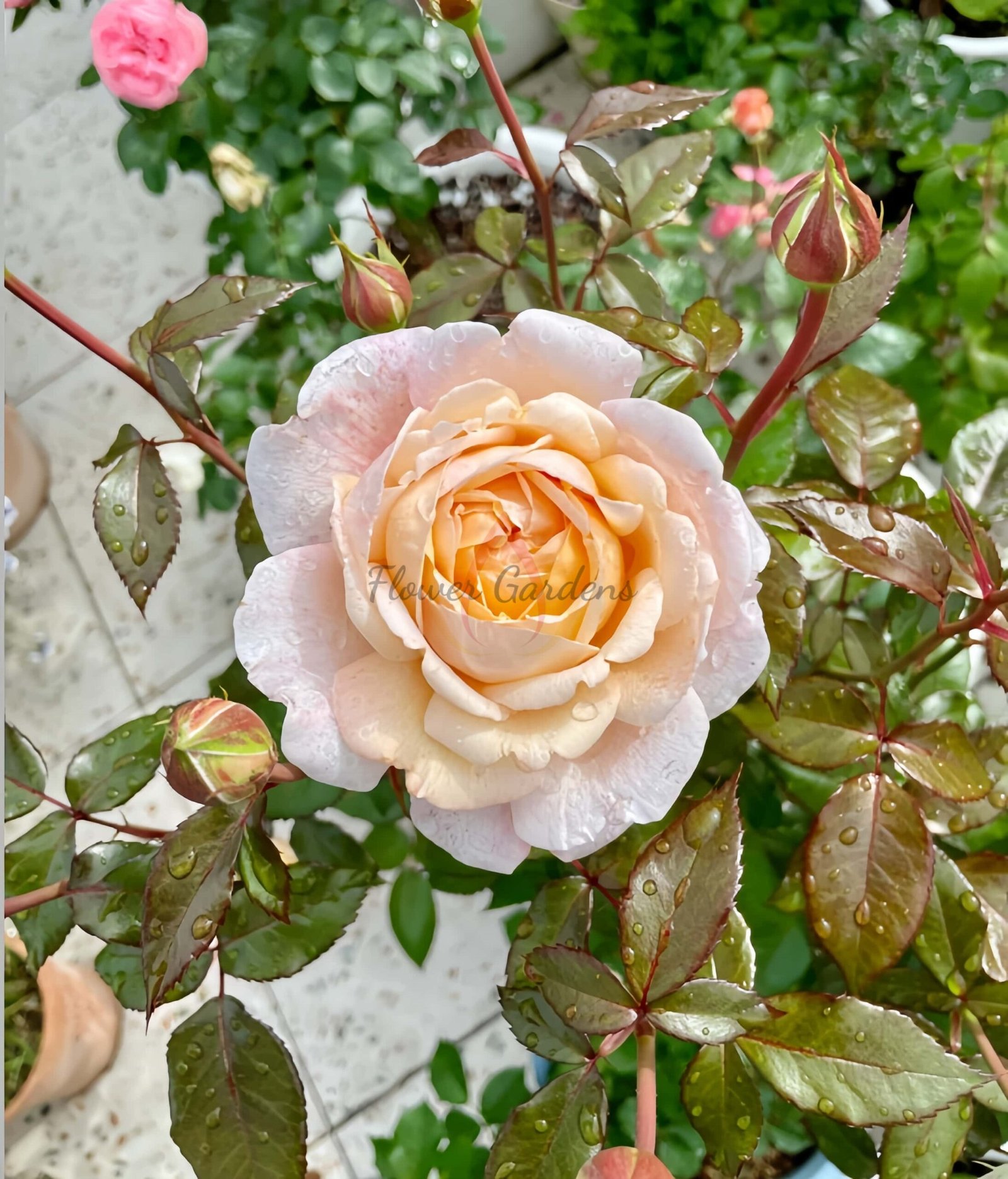 Grossherzogin Luise Rose plant丨Flower Gardens