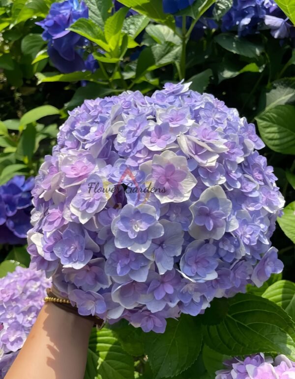Gyokudanka Hydrangea Plant丨Flower Gardens
